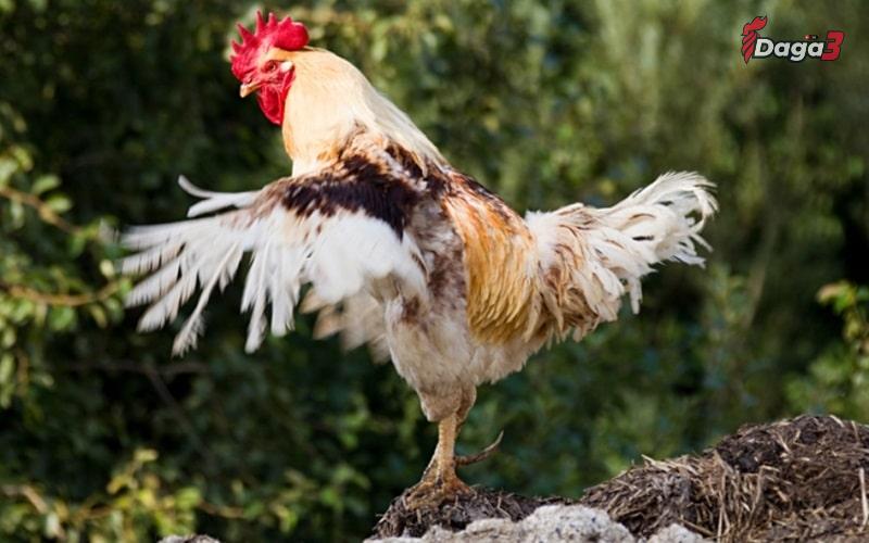 Cách chăm sóc lông gà đá trong giai đoạn thay lông