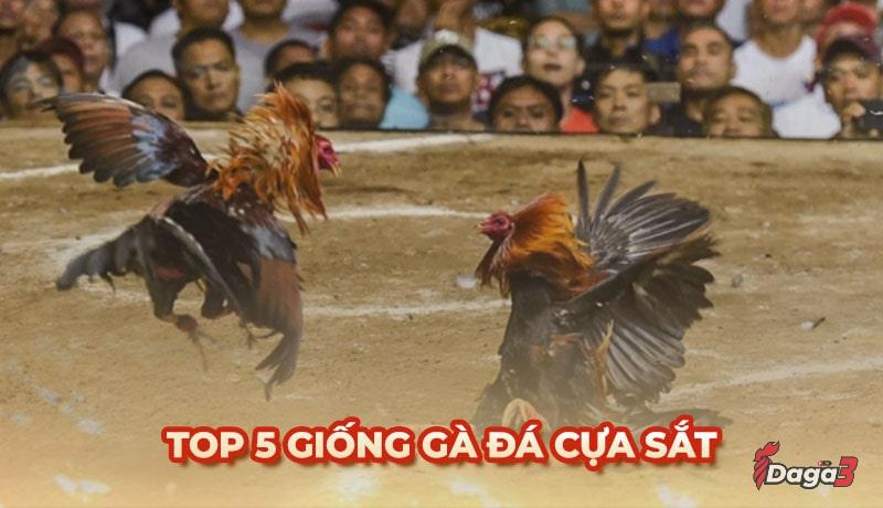 Top 5 giống gà đá cựa sắt làm mưa làm gió năm 2024