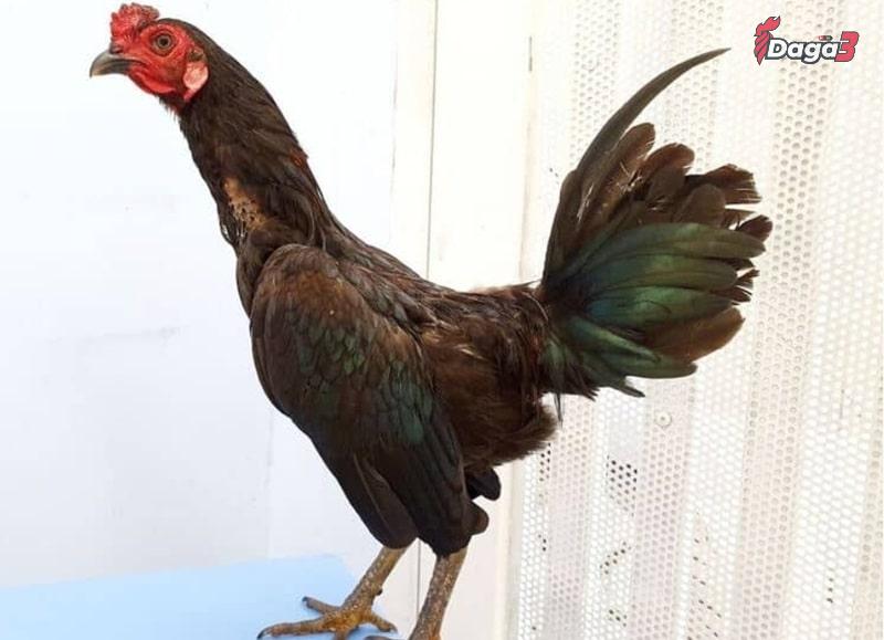 Cuban là giống gà đá cựa sắt nguồn gốc từ Cuba