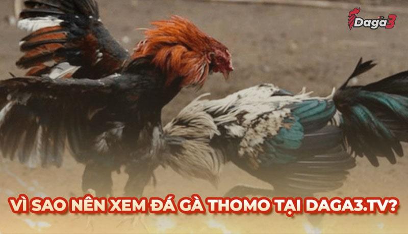 Vì sao nên chọn duosphere.agency để xem đá gà trực tiếp thomo