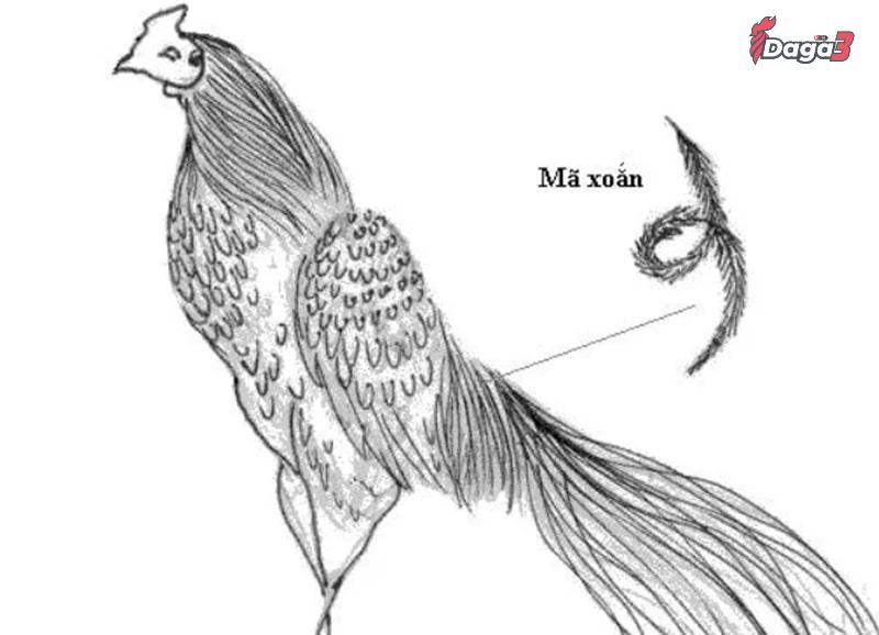 Kinh kê gà chọi nêu rõ cách xem vảy gà