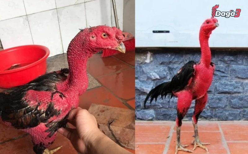 Làm thế nào để ra nghệ cho gà chọi?