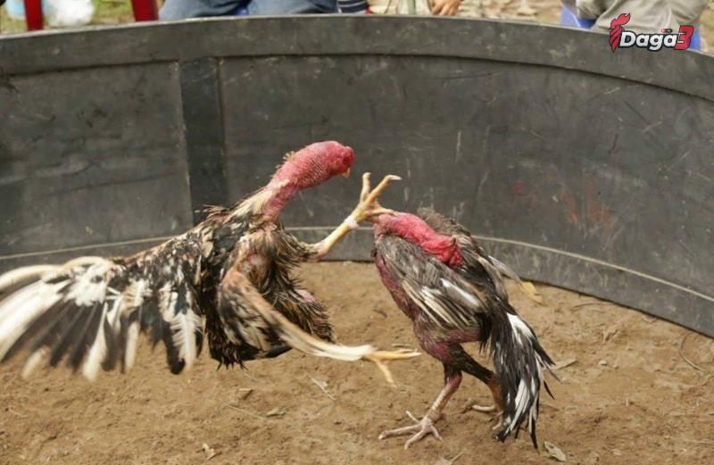 Thế nào là gà chọi có đòn cáo?
